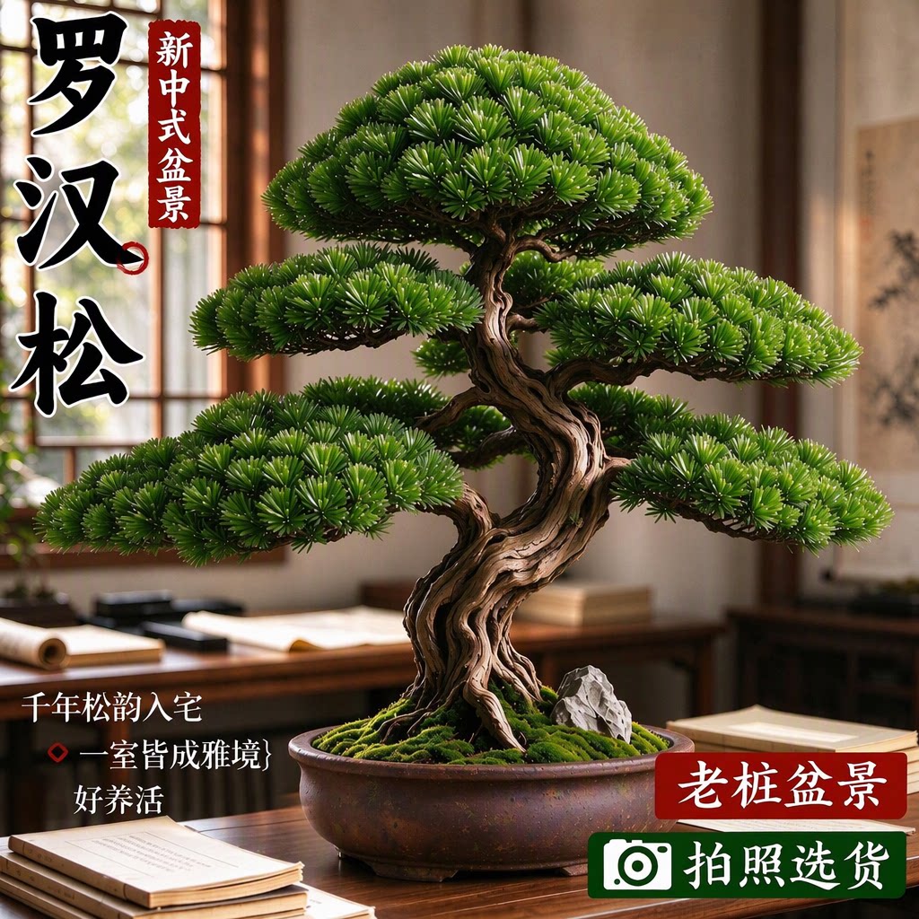 罗汉松盆景迎客松造型大型老桩客厅办公室好养活长寿安康旗舰店