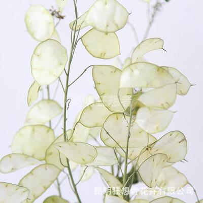 风想者新银品扇干花ins风插花民宿复古宅狂FD101313寂家居装饰