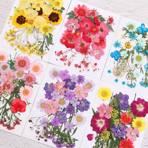 Dried Flowers UV Resin Decorative Natural Flower ers 3D Pres