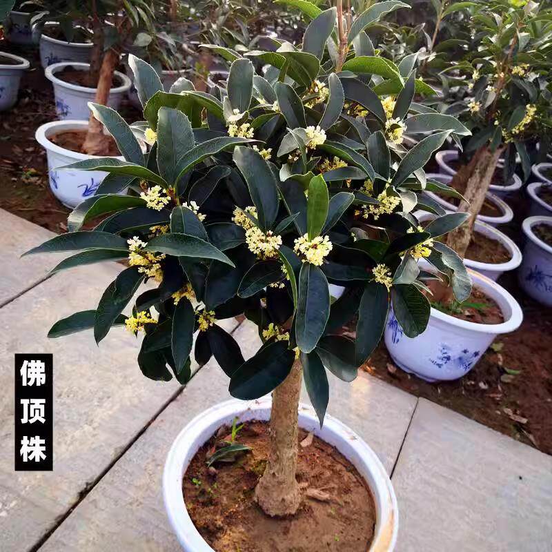 流苏嫁接日香桂佛顶珠天香台阁桂花盆栽盆景树苗浓香型四季开花