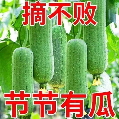丝瓜种子肉丝瓜籽农家高产早熟特大号四季播种室内外蔬菜种子大全