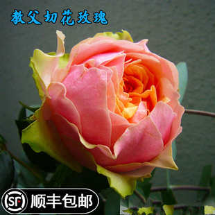 精选教父艾温妮花园盆栽切花玫瑰花苗阳台庭院绿植花卉多季节开花