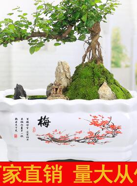 长方形陶瓷花盆大号创意个性简约室内阳台带托盘植物盆栽特价