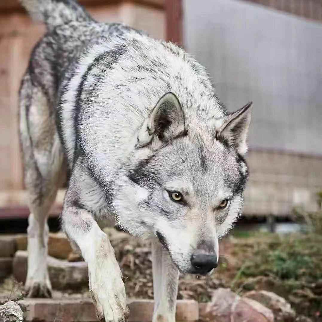 捷克狼幼犬精品猛狼猎犬聪明可爱忠心幼崽便宜家养小狼狗小狗听话