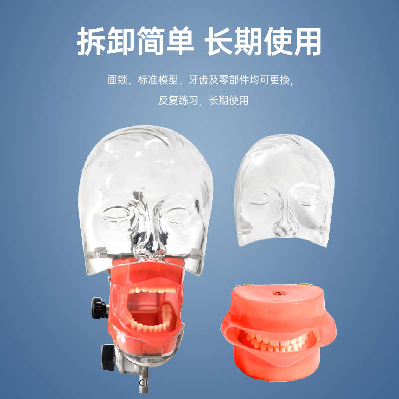 牙齿模型口腔教学模牙模型模具牙科模型口腔模型口腔仿真练习头模