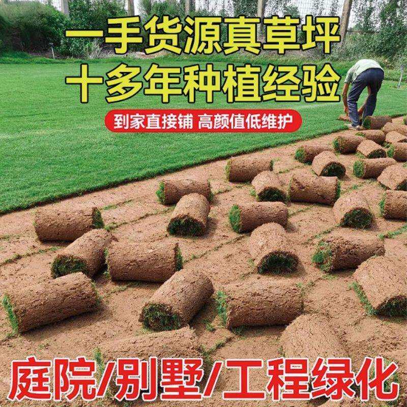草皮真草坪带泥土别墅花园绿化四季青庭院百慕大果岭草耐寒耐踩踏