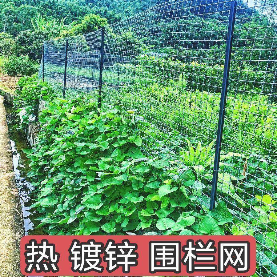 热锌钢丝轧花编织网筛网羊床漏底粪养网殖网镀围栏网格45#加粗防