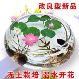 碗莲水培植物四季阳台花卉水生，水养睡莲花籽四季开盆栽碗莲种子