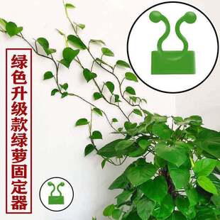 植物绿植固定器绿萝爬墙神器绿箩卡扣长藤夹子卡子无痕小家用墙上