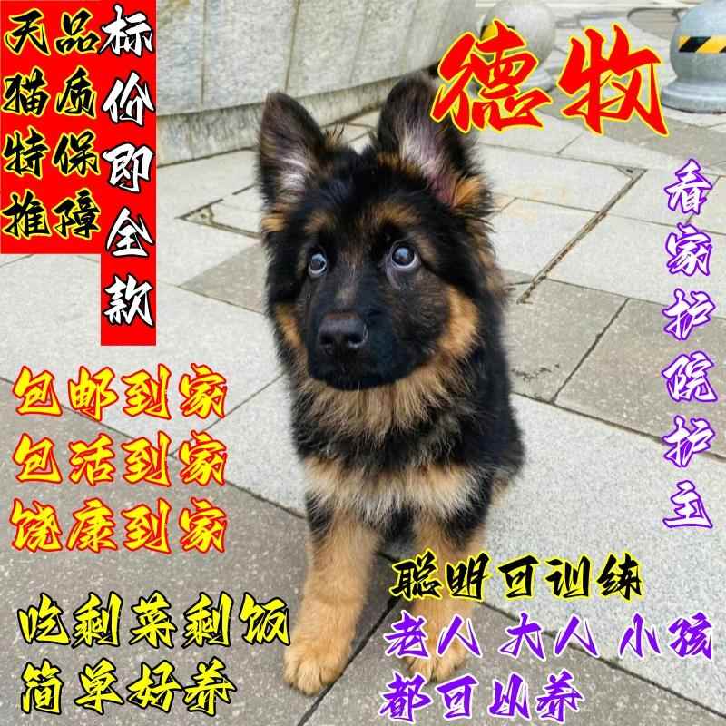 【顺丰包邮】德牧幼犬纯种德国牧羊犬正宗德牧犬幼崽小狗活物便宜