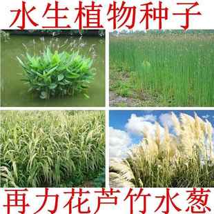 水生植物 再力花种子 睡莲籽花叶芦竹黄蒲芦苇水葱梭鱼草鸢尾种子