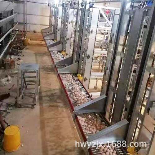 笼养蛋鸡收蛋设备规模化养殖场选择宏伟自动拾蛋机器