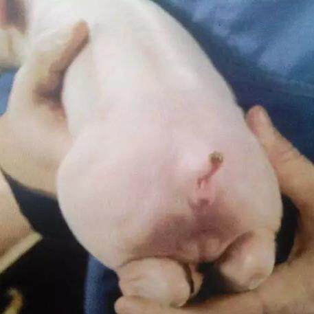出口型断仔猪电热FNZ尾止血尾电动小猪羊电加热剪钳钳