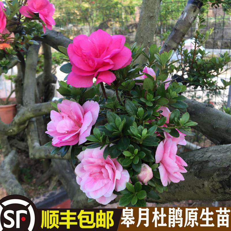 皋月杜鹃原生苗鹃之舞碧空菊姬莹红万重五彩夏娟木本花卉盆栽