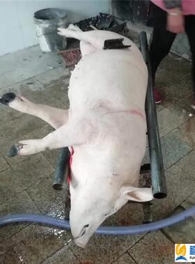 全自动猪羊屠宰机械厂家猪去毛设备全自动生猪脱毛机器