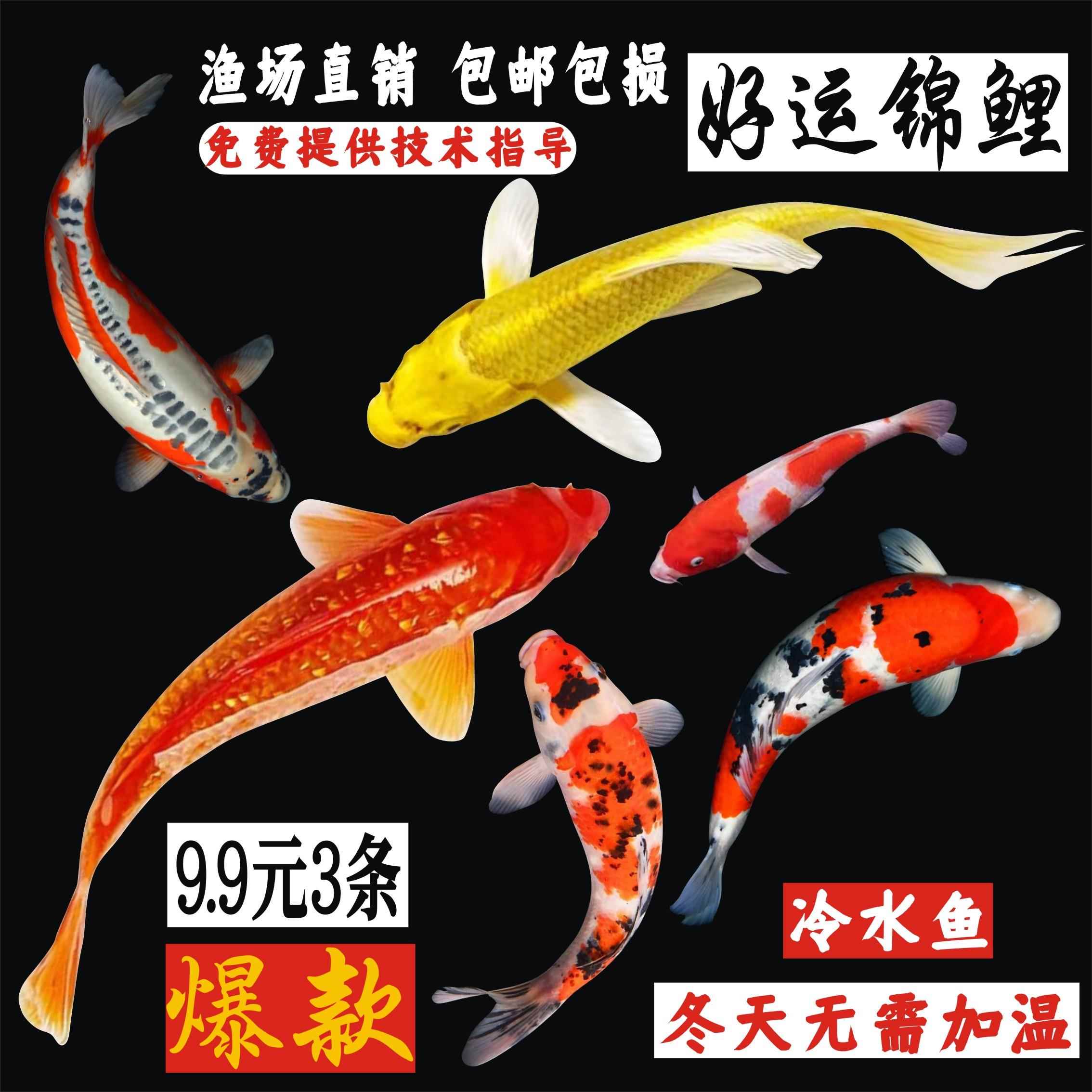 锦鲤鱼活鱼观赏鱼冷水鱼纯种大型红白淡水好养耐活金鱼红鲤鱼鱼苗