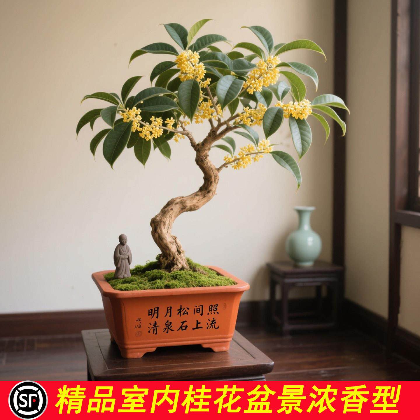 四季桂花树苗盆栽一物一拍室内阳台开花庭院好养活浓香型花卉植物