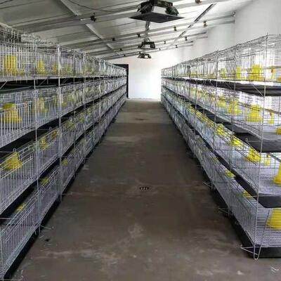 育雏鸡笼小鸡笼立式肉鸡笼家用养殖场用育雏鸡笼