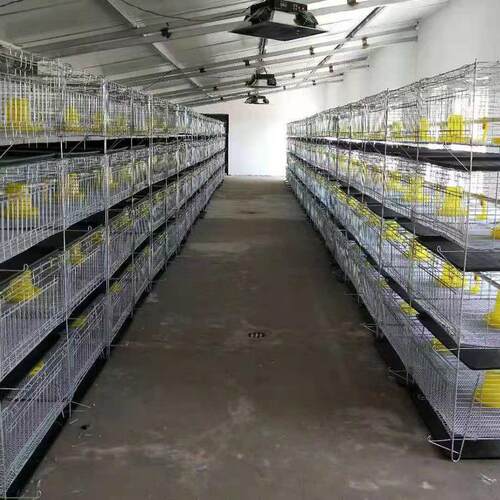 育雏鸡笼 小鸡笼 立式肉鸡笼 家用养殖场用育雏鸡笼