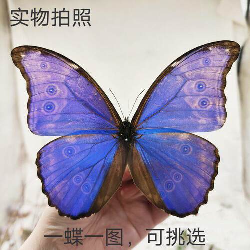 蝶语：大蓝闪蝴蝶标本装饰画家居摆饰挂画耶诞生日教师节礼物送礼