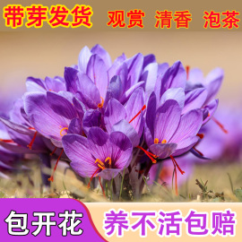 正宗藏红花种球藏红花，种子种球苗球花番红花，药用花籽花卉盆栽