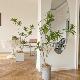 北欧ins彷真绿色植物百合竹大型落地室内客厅摆件橱窗装 饰盆栽假