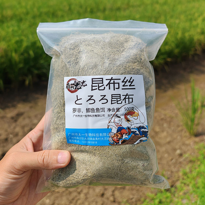昆布海带拉拉水母状态鲤鱼台钓饵