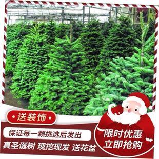 Real Christmas tree Norway spruce Real Christmas tree