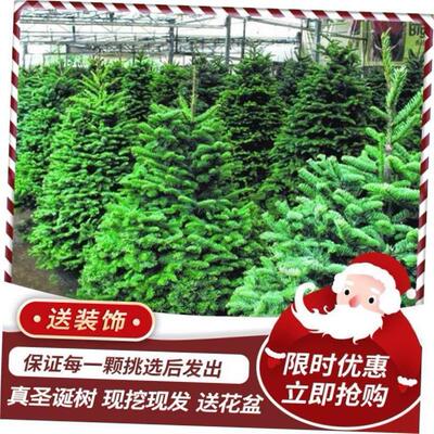 Real Christmas tree Norway spruce Real Christmas tree