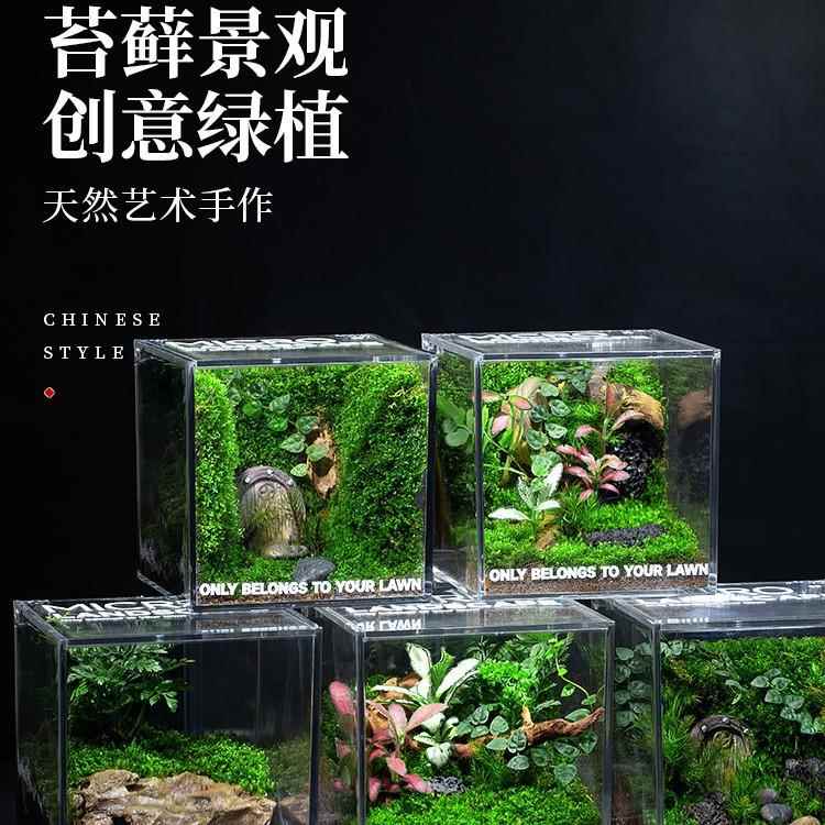 裕絮苔藓微景观生态雨林缸造景办公桌面植物盆景成品室内小盆栽生