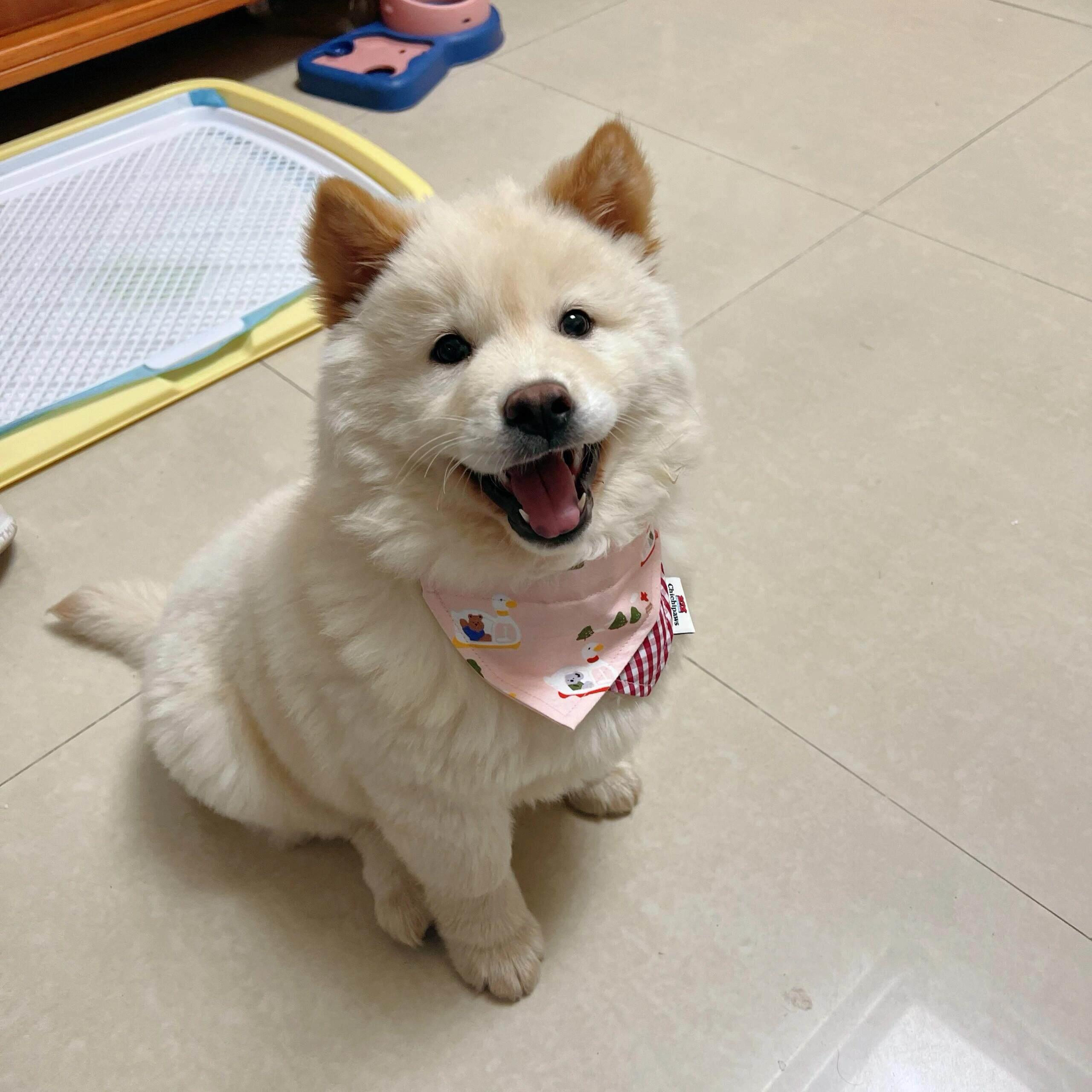 宠物口水巾狗狗围脖小狗猫咪衣服土松犬萨摩耶中小型犬夏天薄款.图片