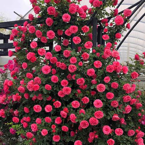 粉色达芬奇藤本月季花苗盆栽特大花浓香四季阳台庭院花卉植物粉达