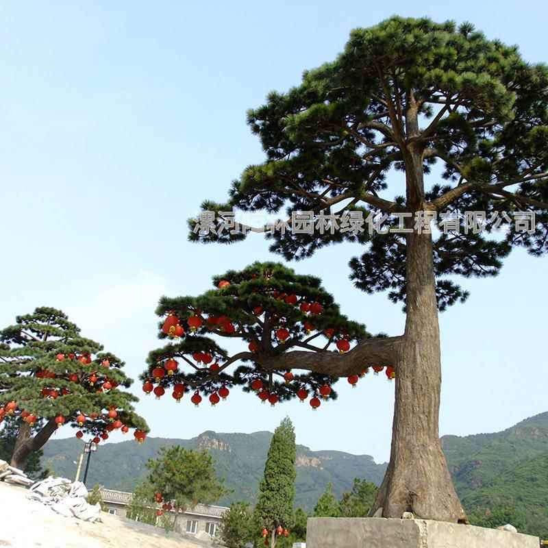 FZFS-250中式仿真松树绿植美人假松树造型大型装饰家居植物设计工