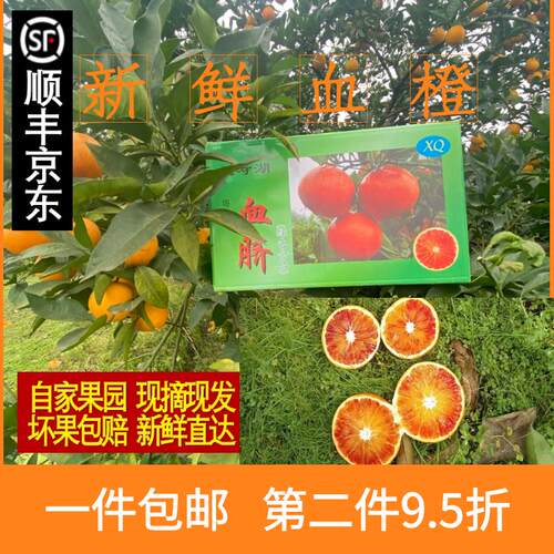 长寿湖血脐橙长寿湖小岛血脐孕妇水果塔罗科血脐红心橙礼盒箱