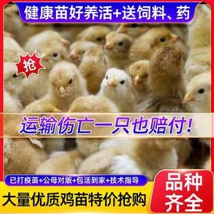 小鸡活苗五黑鸡活苗土鸡种蛋小鸡蛋鸡小鸡仔三黄鸡脱温鸡苗宠物