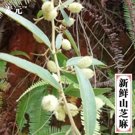 新鲜山芝麻现采鲜品小芝麻石秤砣(石秤砣)山油麻坡油麻全草大山麻