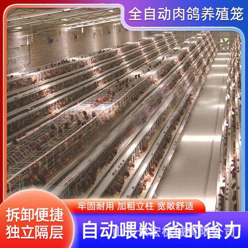 立式全自动四层清粪鸽子笼鹌鹑养殖育雏笼蛋鸡笼层叠式养鸡设备