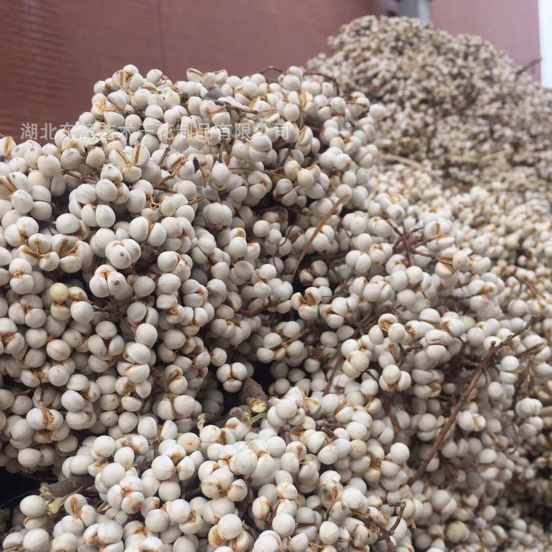 干花小白果木籽冬菇草家居卧室餐桌插花真花干花花材(缺货)