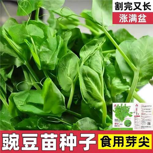 大叶绿麻豌豆无须大棚芽苗菜土壤蔬菜土培多茬专用四川豌豆尖种籽
