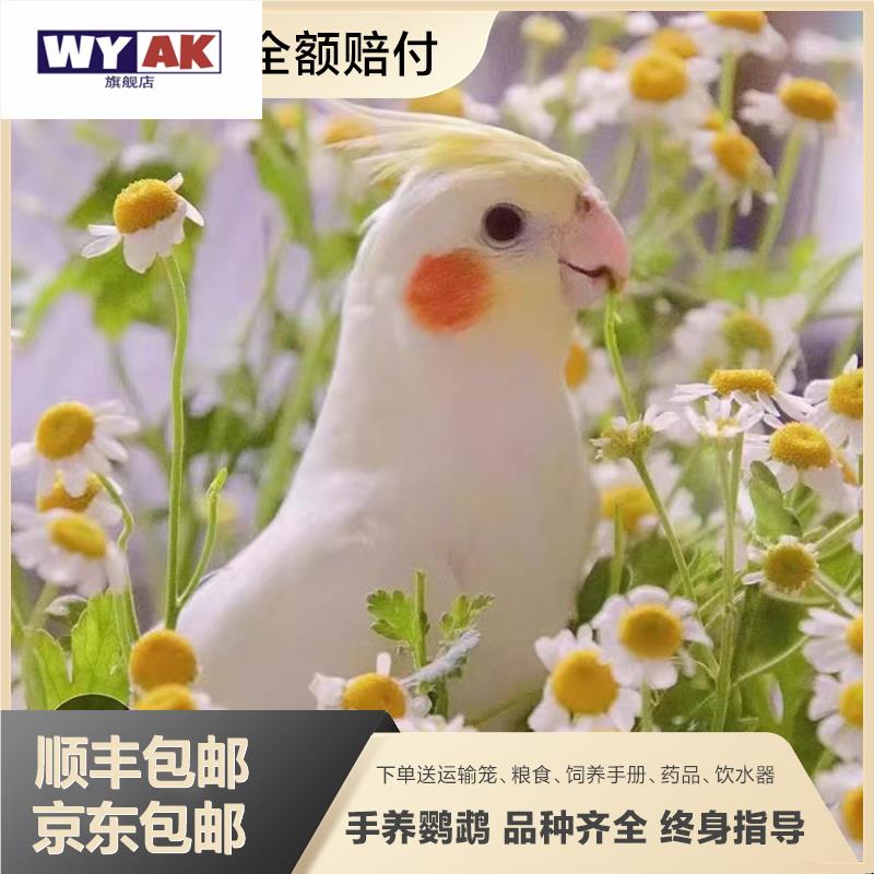 鹦鹉活鸟一公一母纯手养玄凤会说话宠物亲人玄凤半毛亲人玄凤