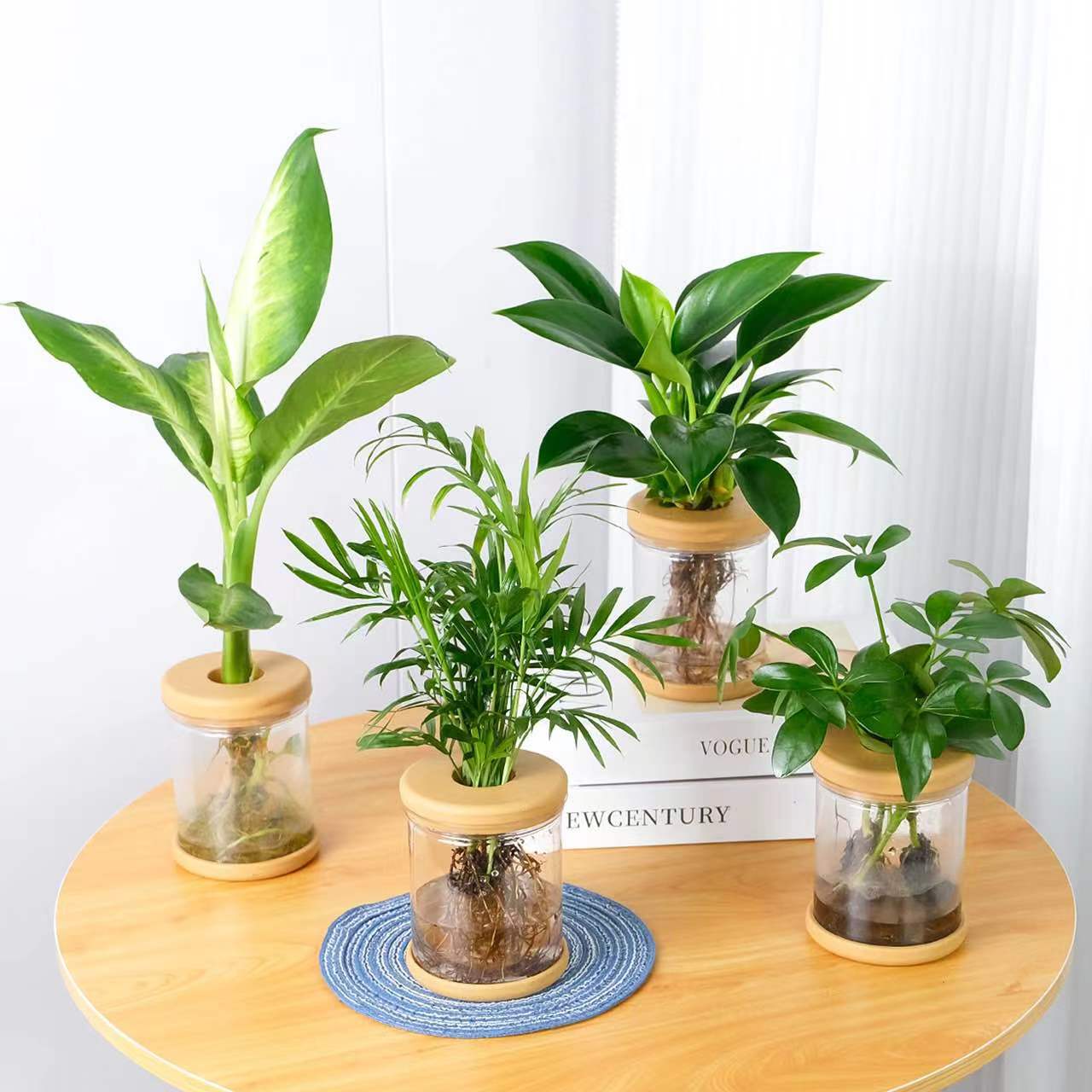 花彩玛丽安万年青室内桌面绿植水培盆栽常绿观叶植物懒人低维护