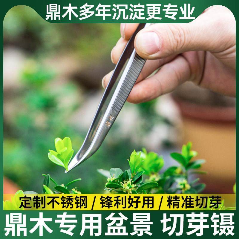 切芽镊芽剪摘芽盆景修剪造型专用工具叶芽剪不锈钢剪刀修芽剪芽切