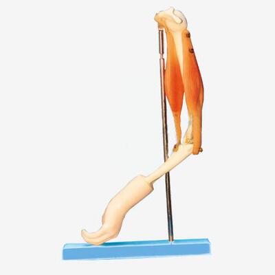 肘关节与肌肉示教模型A11210