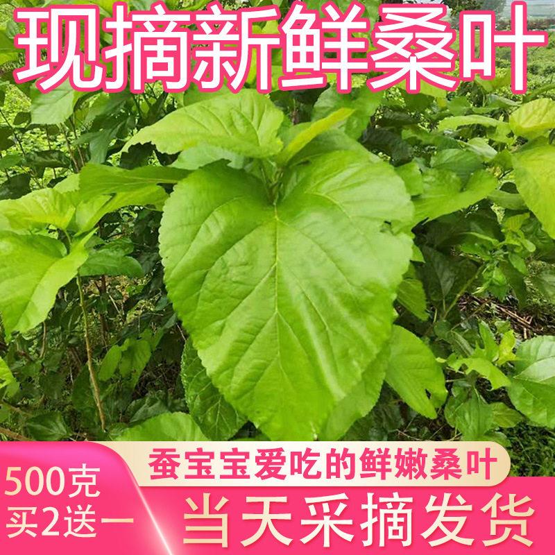 新鲜桑叶蚕学生养蚕桑叶喂蚕嫩叶现摘包鲜嫩桑叶蚕吃新鲜桑叶