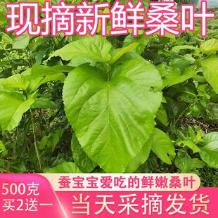 新鲜桑叶蚕学生养蚕桑叶喂蚕嫩叶现摘包鲜嫩桑叶蚕吃新鲜桑叶
