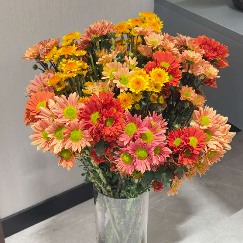 小雏菊鲜花花束云南直发水培植物插花花期长菊花玛格丽特鲜切花