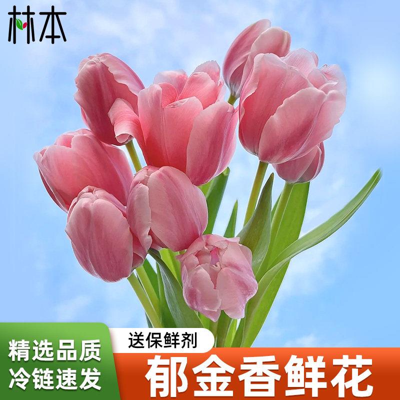 郁金香鲜花水培粉紫色鲜切三八花束家用客厅插花真花云南基地直发