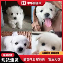 土狗活体中华田园犬狗狗幼崽白狗黄狗花狗黑狗哈巴狗幼犬狗活物狗