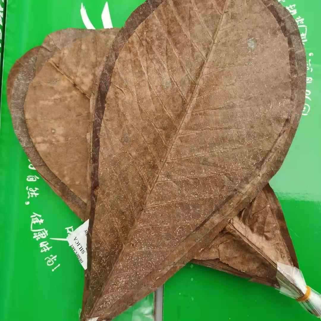朴叶干燥朴叶厚朴叶竹叶粽子叶
