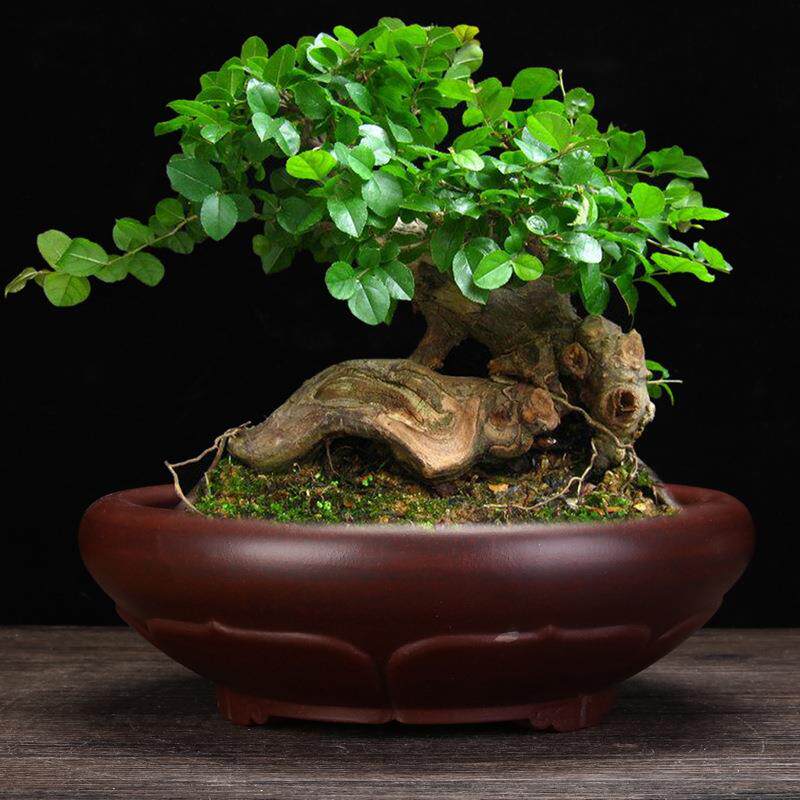 紫砂花盆无孔水培植物客厅桌面吸水铜钱草碗莲水仙金钱草专用